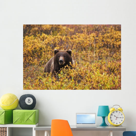 Portrait Of An Adult Brown Bear Amongst The Fall Foliage Wall Mural