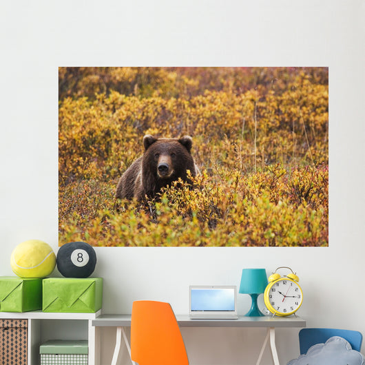 Portrait Of An Adult Brown Bear Amongst The Fall Foliage Wall Mural