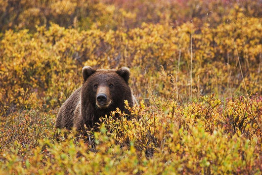 Portrait Of An Adult Brown Bear Amongst The Fall Foliage Wall Mural