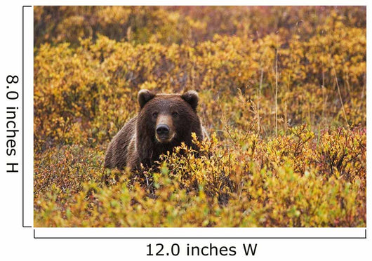 Portrait Of An Adult Brown Bear Amongst The Fall Foliage Wall Mural