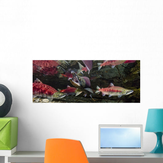 Underwater View Of A Dominant Male Sockeye Salmon *Mouth Gaping* Wall Mural