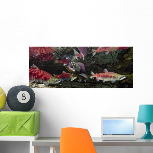 Underwater View Of A Dominant Male Sockeye Salmon *Mouth Gaping* Wall Mural