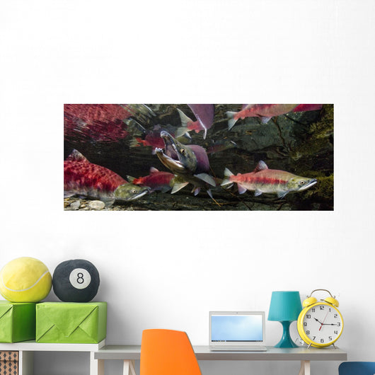 Underwater View Of A Dominant Male Sockeye Salmon *Mouth Gaping* Wall Mural