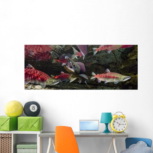 Underwater View Of A Dominant Male Sockeye Salmon *Mouth Gaping* Wall Mural