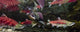 Underwater View Of A Dominant Male Sockeye Salmon *Mouth Gaping* Wall Mural