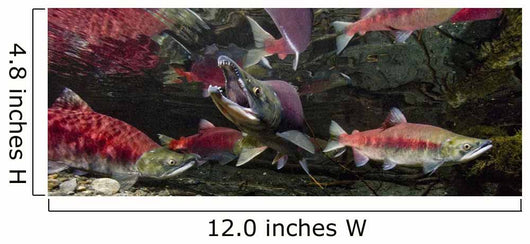 Underwater View Of A Dominant Male Sockeye Salmon *Mouth Gaping* Wall Mural