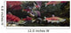 Underwater View Of A Dominant Male Sockeye Salmon *Mouth Gaping* Wall Mural