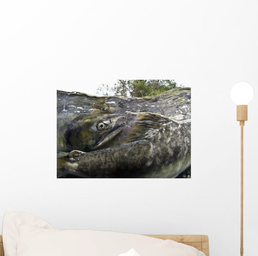 Pink Salmon Homing To Their Natal Stream To Spawn, Hartney Bay, Alaska Wall Mural
