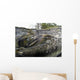 Pink Salmon Homing To Their Natal Stream To Spawn, Hartney Bay, Alaska Wall Mural