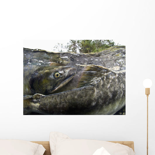 Pink Salmon Homing To Their Natal Stream To Spawn, Hartney Bay, Alaska Wall Mural