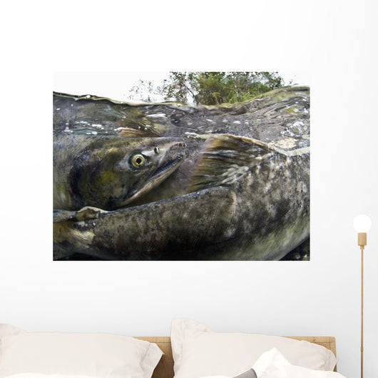 Pink Salmon Homing To Their Natal Stream To Spawn, Hartney Bay, Alaska Wall Mural