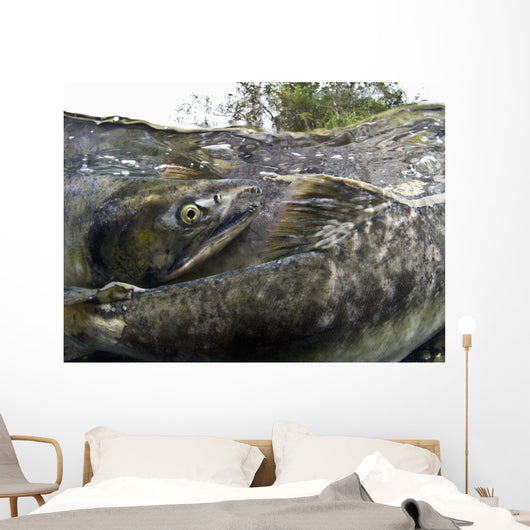 Pink Salmon Homing To Their Natal Stream To Spawn, Hartney Bay, Alaska Wall Mural
