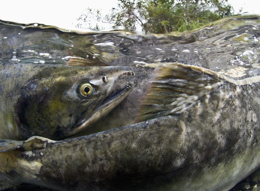 Pink Salmon Homing To Their Natal Stream To Spawn, Hartney Bay, Alaska Wall Mural