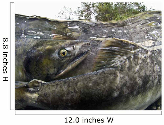 Pink Salmon Homing To Their Natal Stream To Spawn, Hartney Bay, Alaska Wall Mural