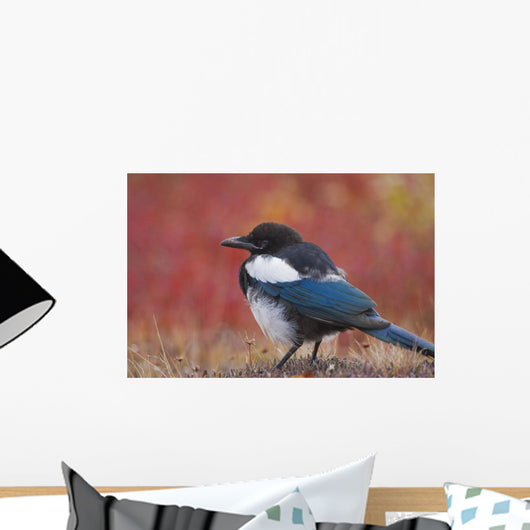 Close Up View Of A Black-Billed Magpie Standing Wall Mural