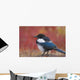Close Up View Of A Black-Billed Magpie Standing Wall Mural