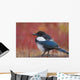 Close Up View Of A Black-Billed Magpie Standing Wall Mural