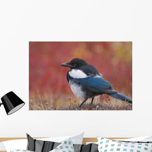 Close Up View Of A Black-Billed Magpie Standing Wall Mural