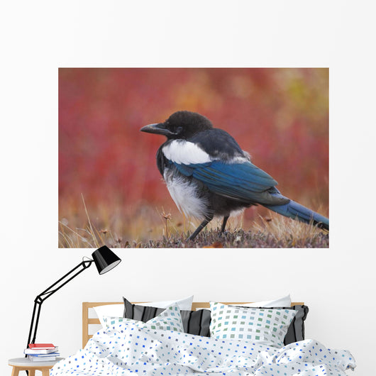 Close Up View Of A Black-Billed Magpie Standing Wall Mural