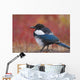 Close Up View Of A Black-Billed Magpie Standing Wall Mural