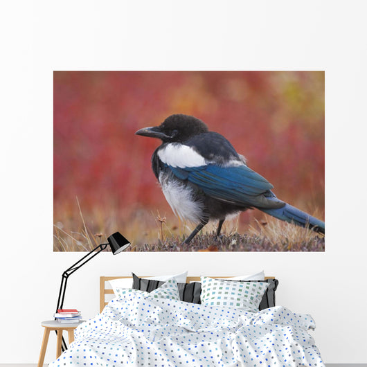 Close Up View Of A Black-Billed Magpie Standing Wall Mural