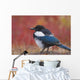 Close Up View Of A Black-Billed Magpie Standing Wall Mural