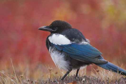 Close Up View Of A Black-Billed Magpie Standing Wall Mural