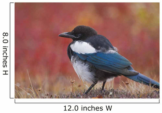 Close Up View Of A Black-Billed Magpie Standing Wall Mural