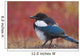 Close Up View Of A Black-Billed Magpie Standing Wall Mural