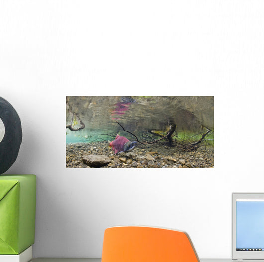 Underwater View Of A Sockeye Salmon Wall Mural