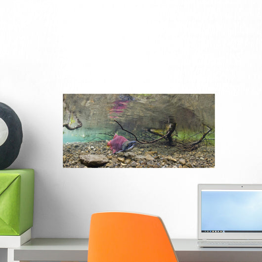 Underwater View Of A Sockeye Salmon Wall Mural