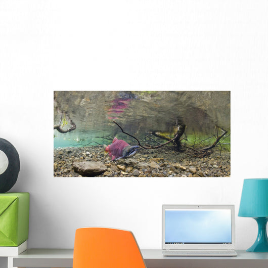 Underwater View Of A Sockeye Salmon Wall Mural