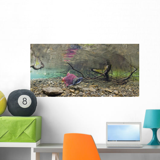 Underwater View Of A Sockeye Salmon Wall Mural