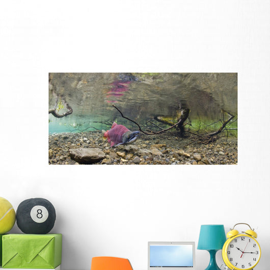 Underwater View Of A Sockeye Salmon Wall Mural