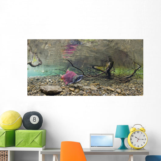 Underwater View Of A Sockeye Salmon Wall Mural