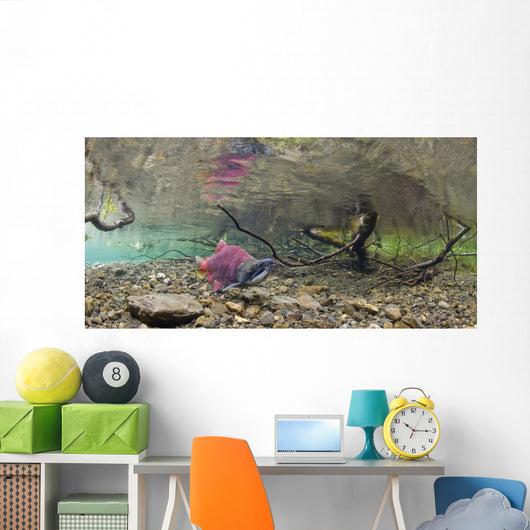 Underwater View Of A Sockeye Salmon Wall Mural