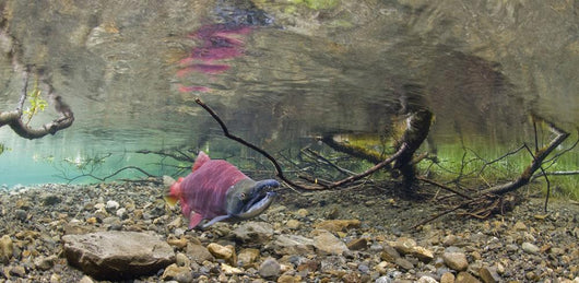 Underwater View Of A Sockeye Salmon Wall Mural