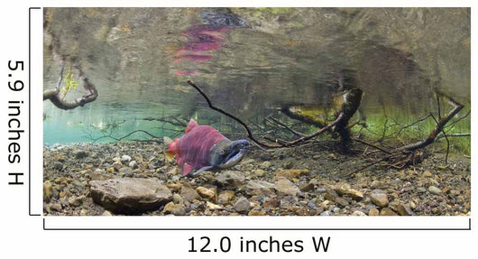 Underwater View Of A Sockeye Salmon Wall Mural