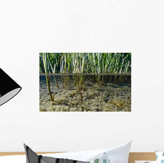 Surface Level View Of Chum Salmon Fry Wall Mural