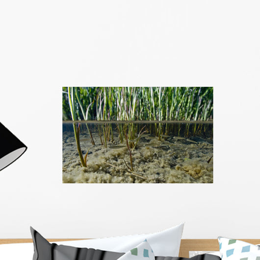 Surface Level View Of Chum Salmon Fry Wall Mural
