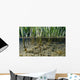Surface Level View Of Chum Salmon Fry Wall Mural
