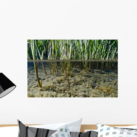 Surface Level View Of Chum Salmon Fry Wall Mural