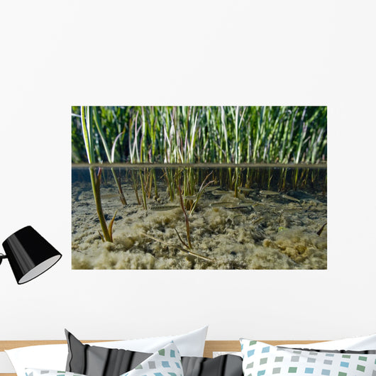 Surface Level View Of Chum Salmon Fry Wall Mural