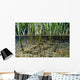 Surface Level View Of Chum Salmon Fry Wall Mural