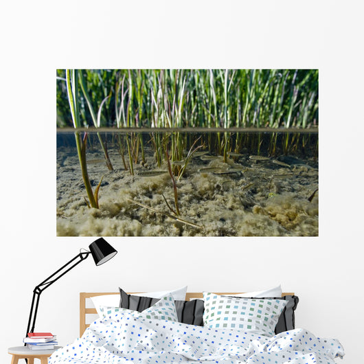 Surface Level View Of Chum Salmon Fry Wall Mural