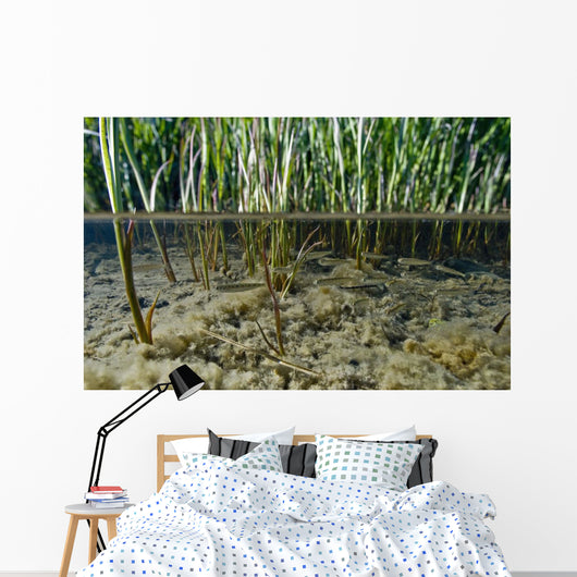 Surface Level View Of Chum Salmon Fry Wall Mural