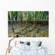 Surface Level View Of Chum Salmon Fry Wall Mural