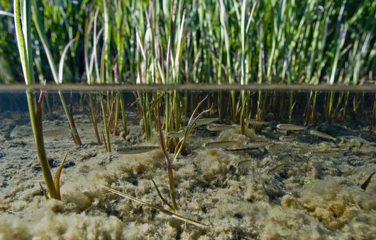 Surface Level View Of Chum Salmon Fry Wall Mural