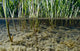 Surface Level View Of Chum Salmon Fry Wall Mural
