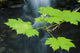 Close Up View Of A Flowering Devil's Club Plant Wall Mural